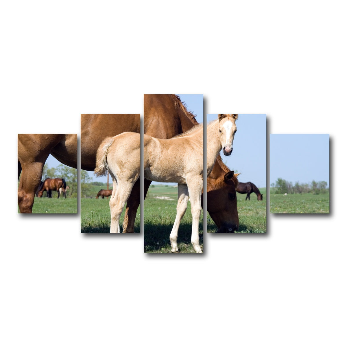 AUTO-MOCKUP WHITE | Palomino quarter horse foal and mare | 5 Piece | Gallery Wrap Canvas | group=5_short