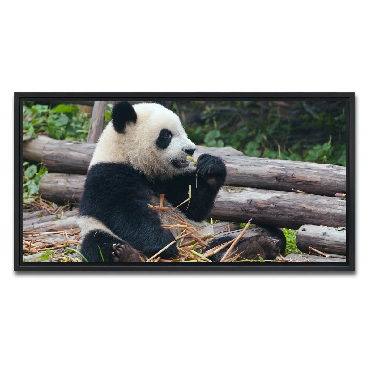 AUTO-MOCKUP WHITE | Panda bear eating bamboo | 1 Piece | Black Framed Canvas | group=2x1