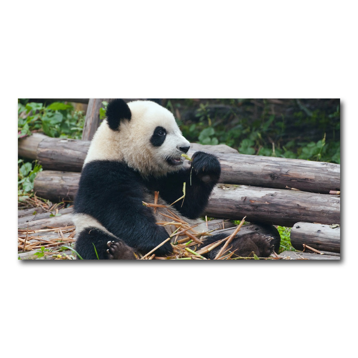 AUTO-MOCKUP WHITE | Panda bear eating bamboo | 1 Piece | Gallery Wrap Canvas | group=2x1