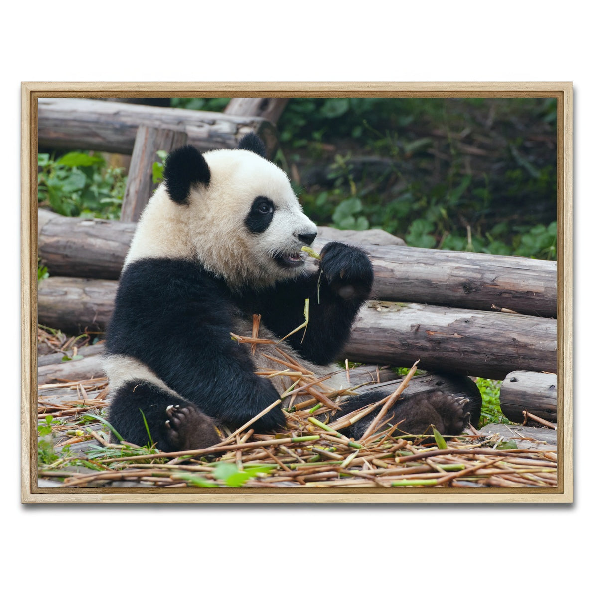 AUTO-MOCKUP WHITE | Panda bear eating bamboo | 1 Piece | Natural Framed Canvas | group=4x3