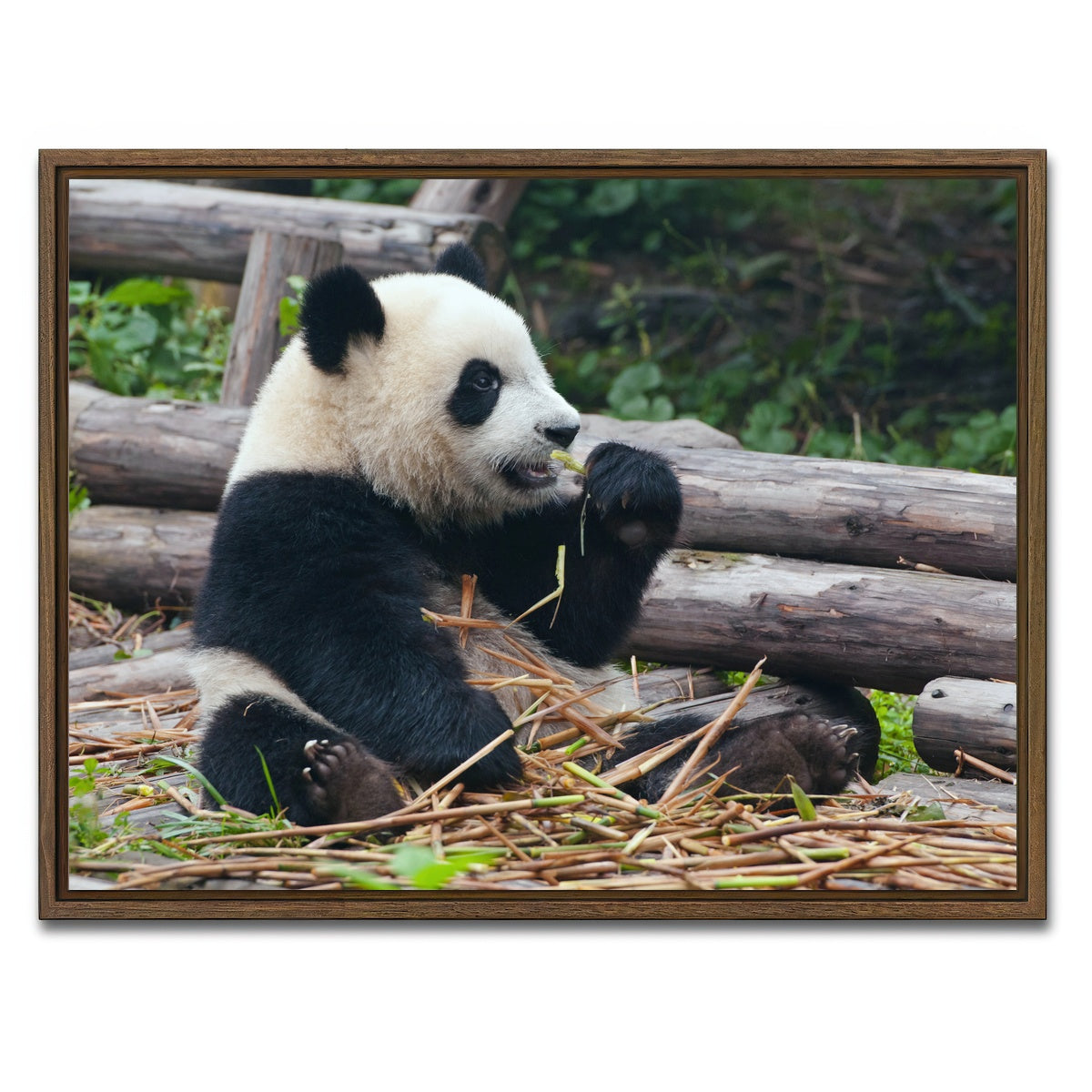 AUTO-MOCKUP WHITE | Panda bear eating bamboo | 1 Piece | Walnut Framed Canvas | group=4x3