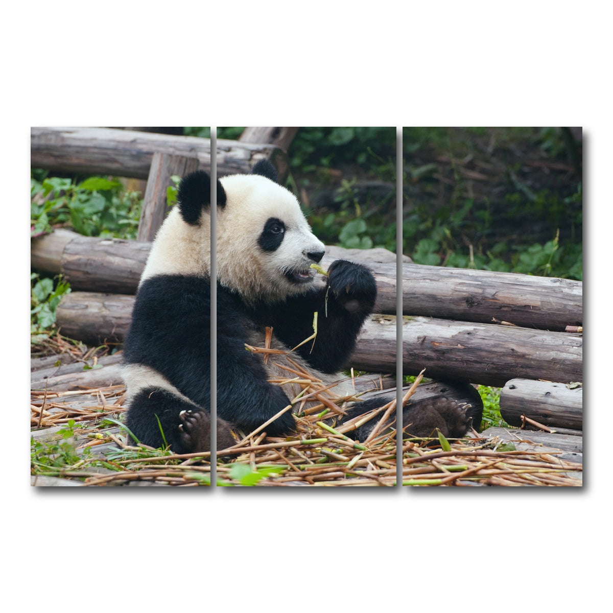 AUTO-MOCKUP WHITE | Panda bear eating bamboo | 3 Piece | Gallery Wrap Canvas | group=12x24