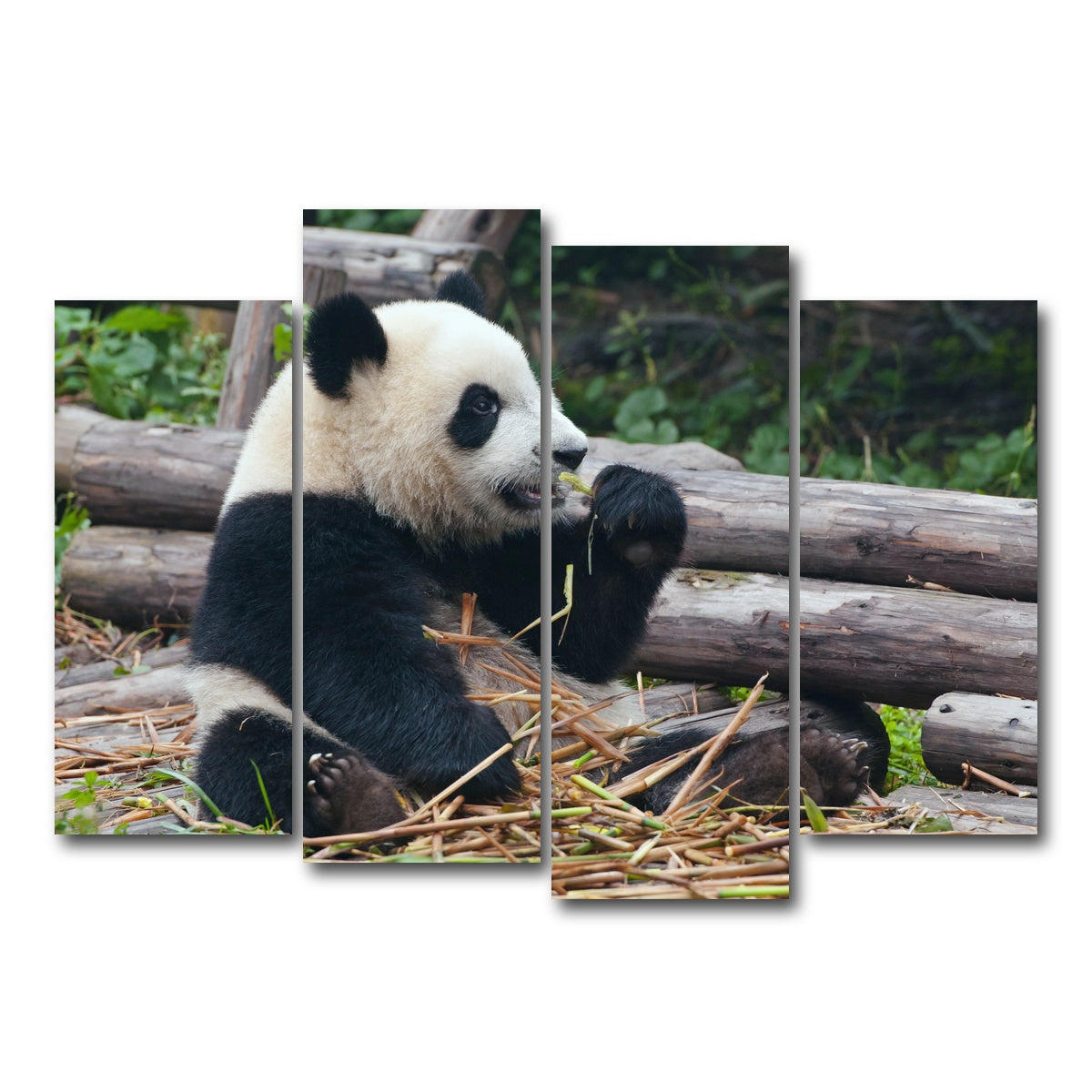 AUTO-MOCKUP WHITE | Panda bear eating bamboo | 4 Piece | Gallery Wrap Canvas | group=4_normal