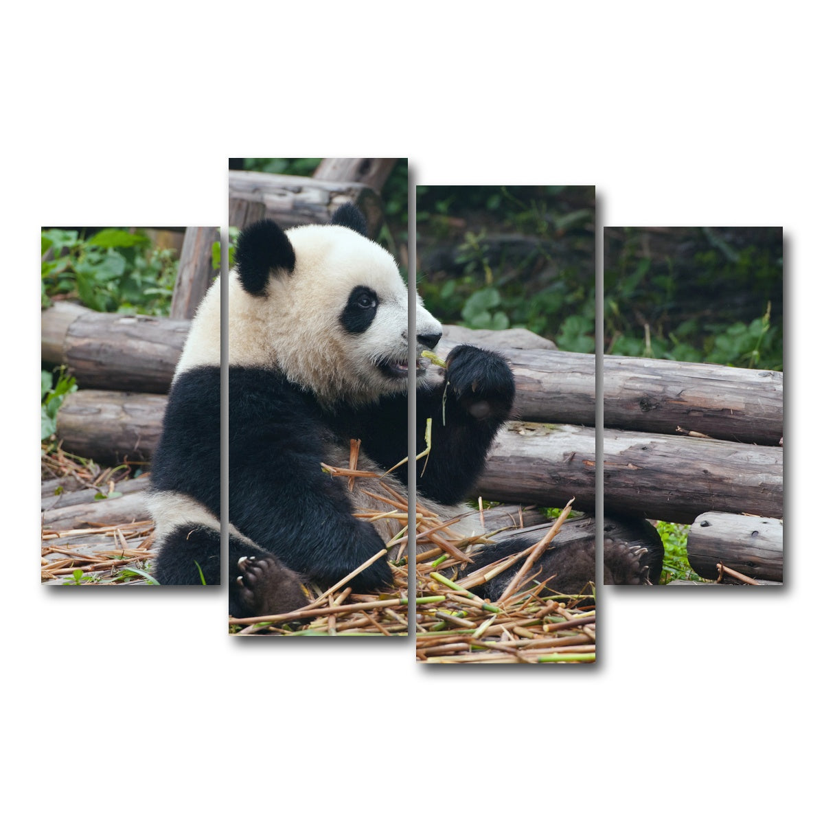 AUTO-MOCKUP WHITE | Panda bear eating bamboo | 4 Piece | Gallery Wrap Canvas | group=4_short