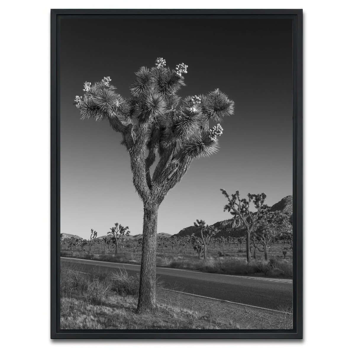 AUTO-MOCKUP WHITE | Park Boulevard and Joshua Tree | 1 Piece | Black Framed Canvas | group=3x4