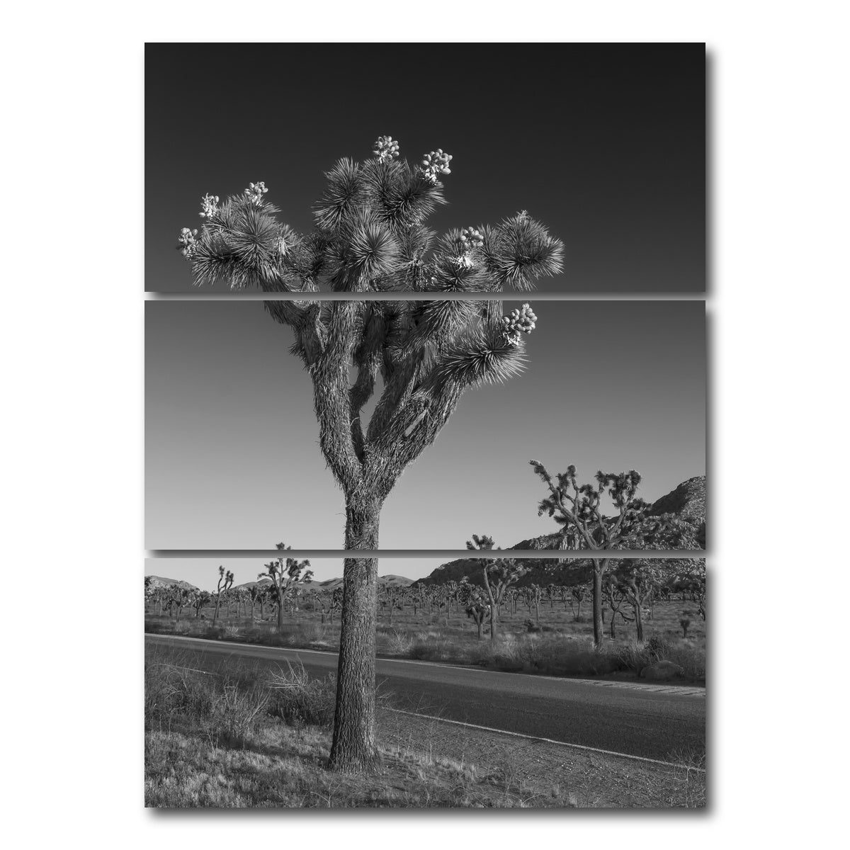 AUTO-MOCKUP WHITE | Park Boulevard and Joshua Tree | 3 Piece | Gallery Wrap Canvas | group=8x18_stacked