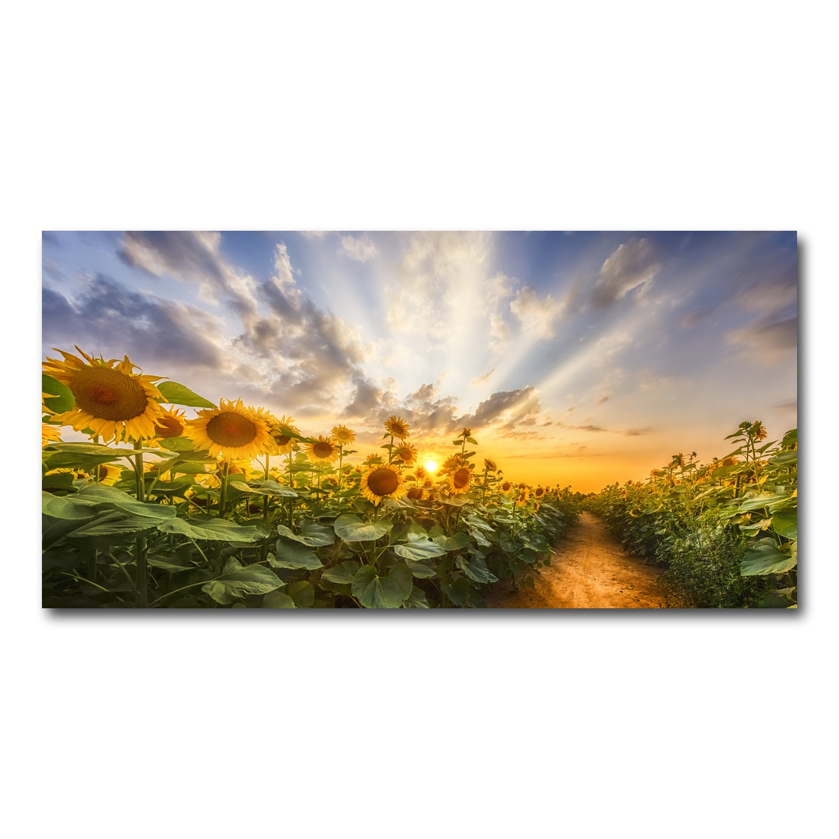 AUTO-MOCKUP WHITE | Path through the sunflower field | 1 Piece | Gallery Wrap Canvas | group=2x1