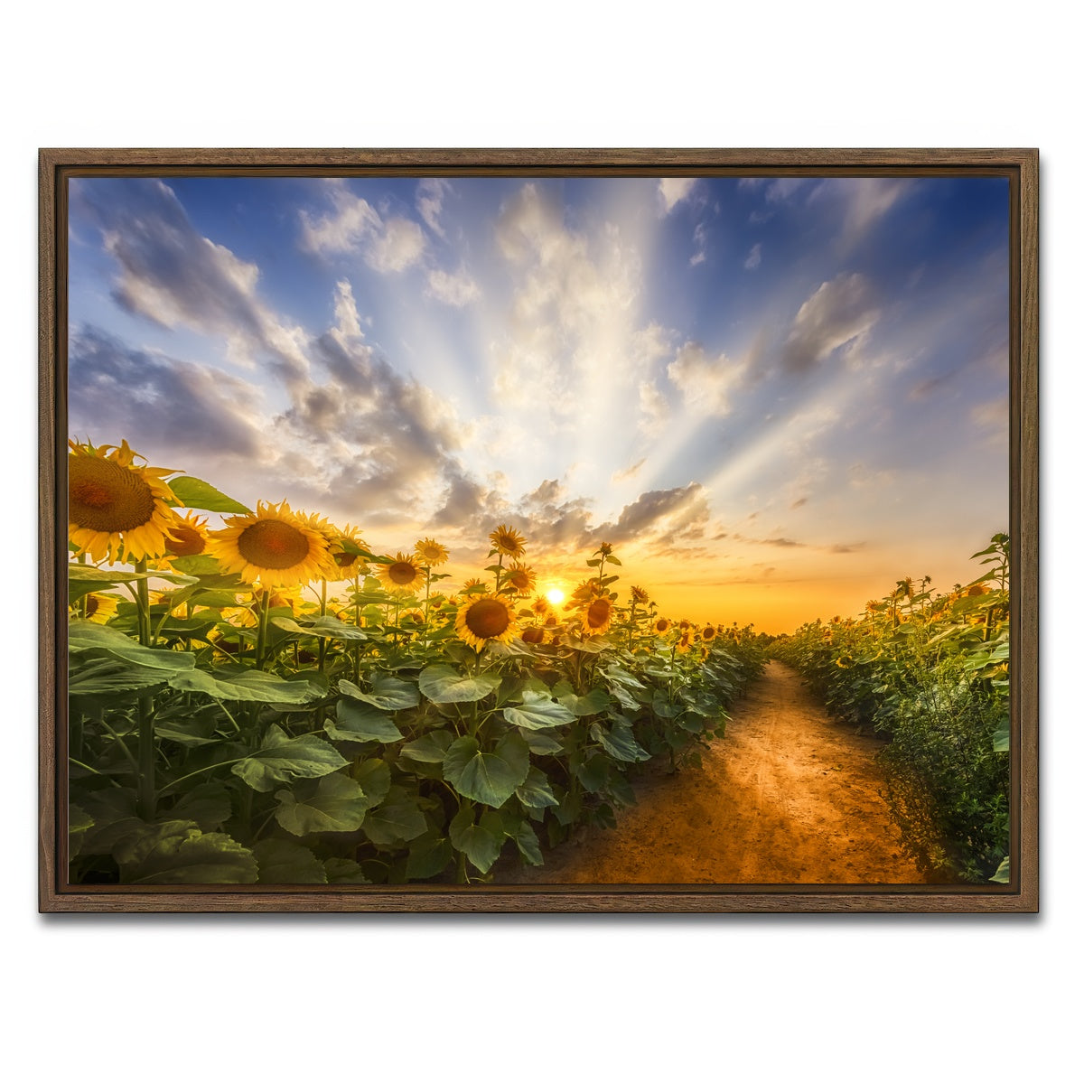 AUTO-MOCKUP WHITE | Path through the sunflower field | 1 Piece | Walnut Framed Canvas | group=4x3