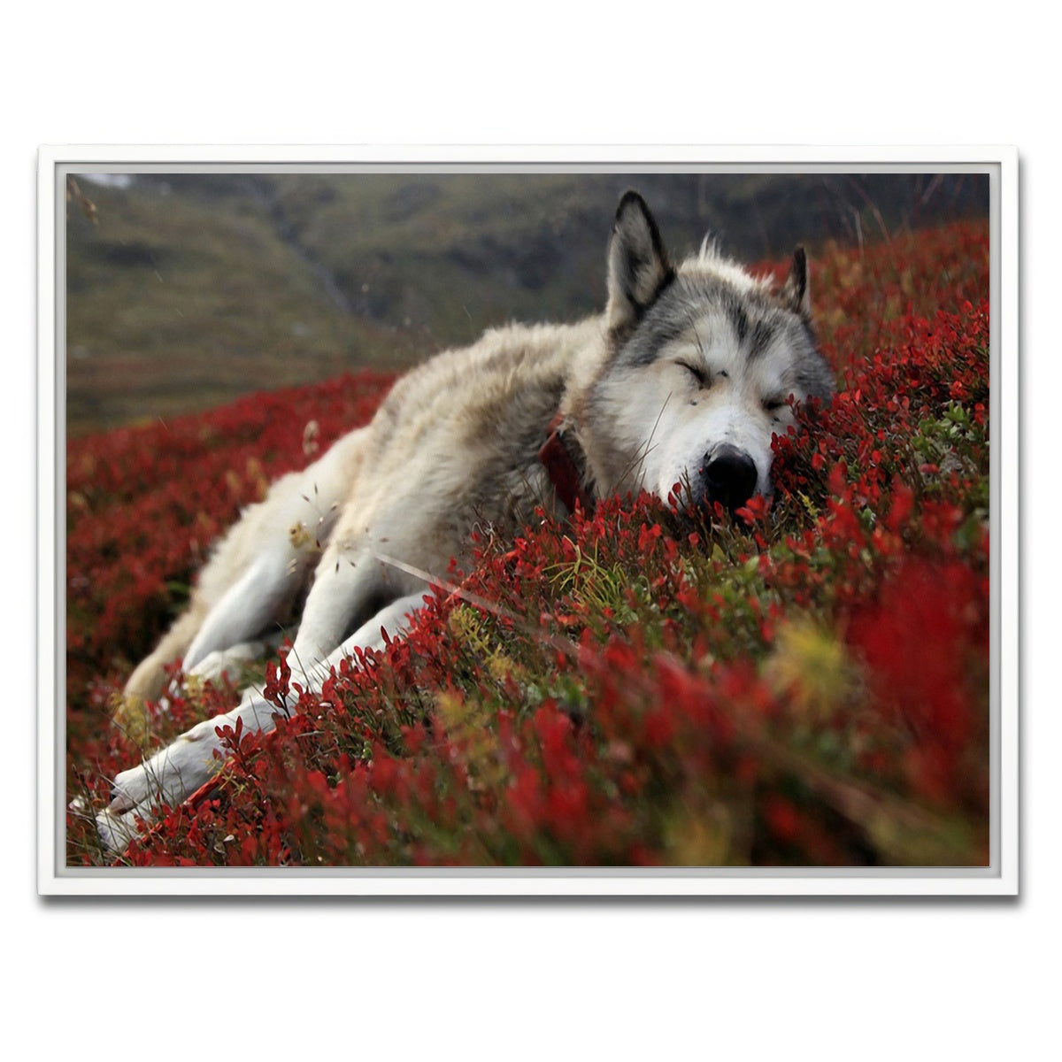 AUTO-MOCKUP WHITE | Peaceful pup | 1 Piece | White Framed Canvas | group=4x3