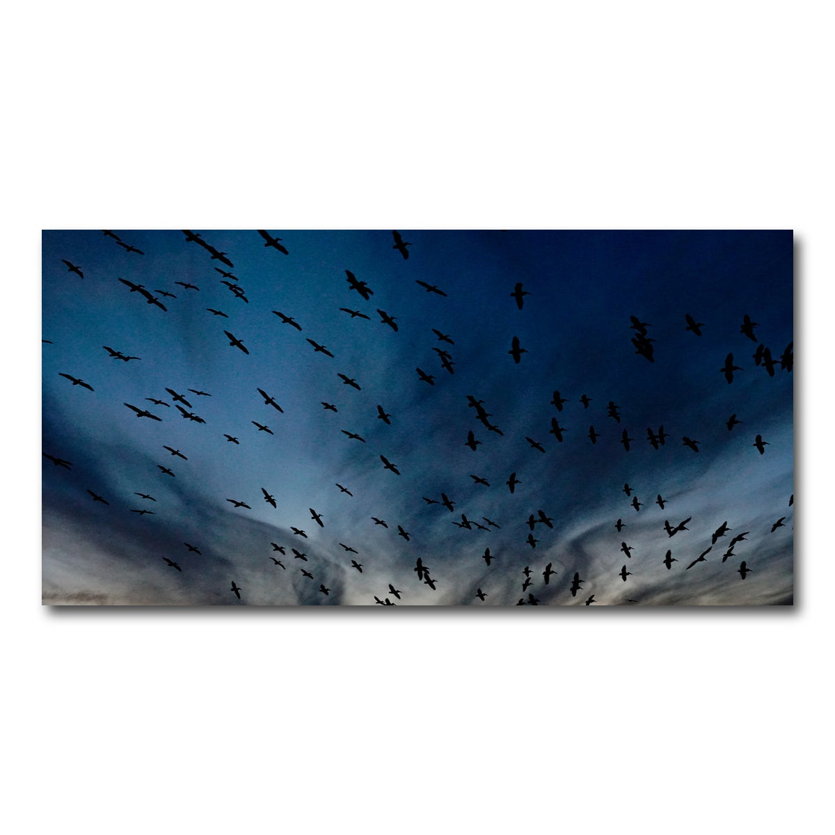 AUTO-MOCKUP WHITE | Pelican Migration Louisiana | 1 Piece | Gallery Wrap Canvas | group=2x1