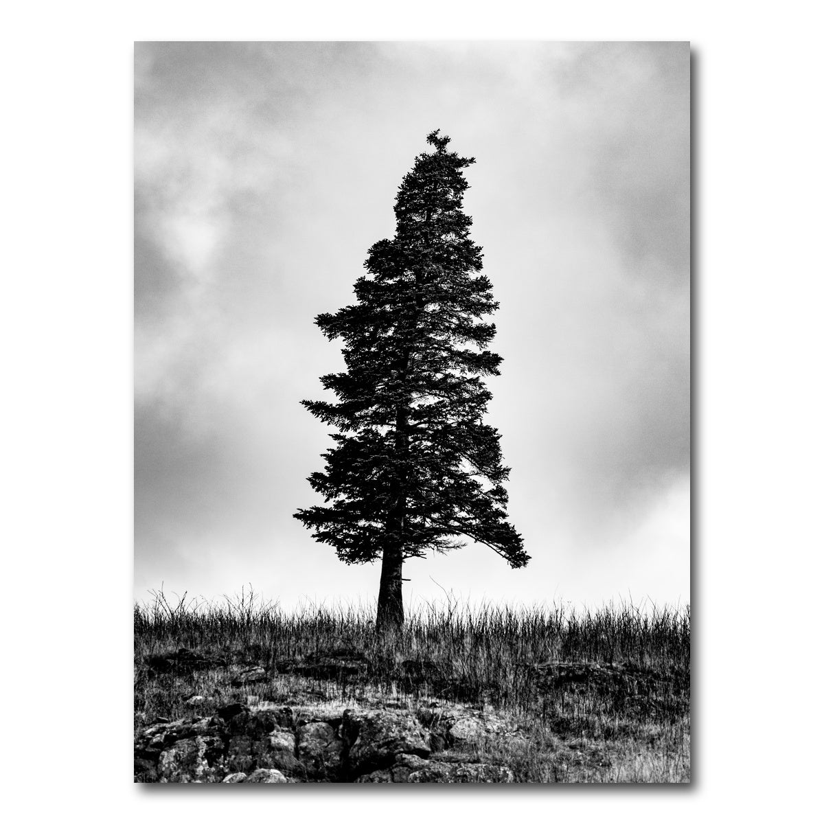 AUTO-MOCKUP WHITE | Pine | 1 Piece | Gallery Wrap Canvas | group=3x4