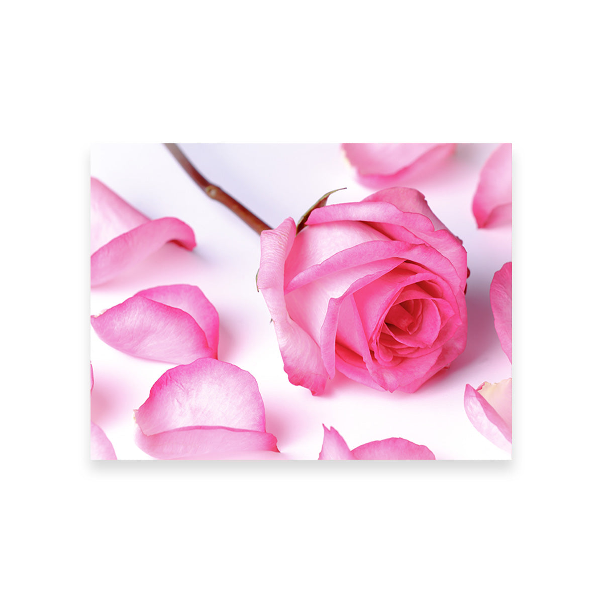 Pink Rose Petals Wall Art