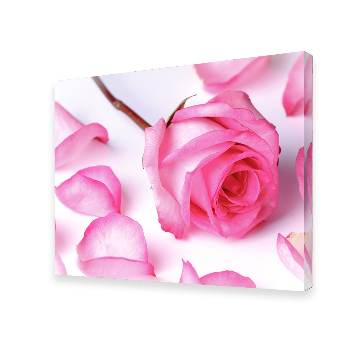 Pink Rose Petals Wall Art