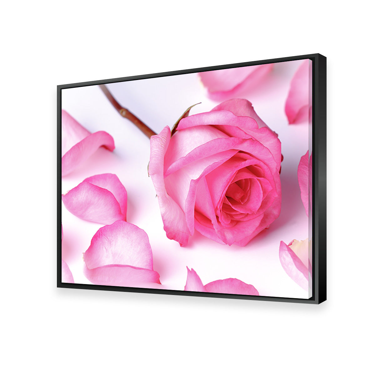Pink Rose Petals Wall Art