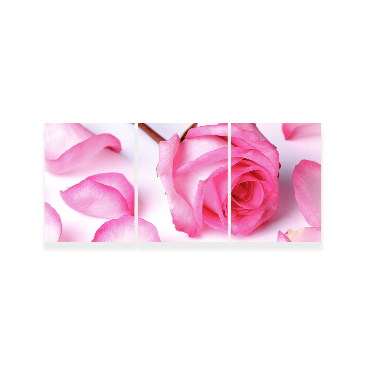 Pink Rose Petals Wall Art