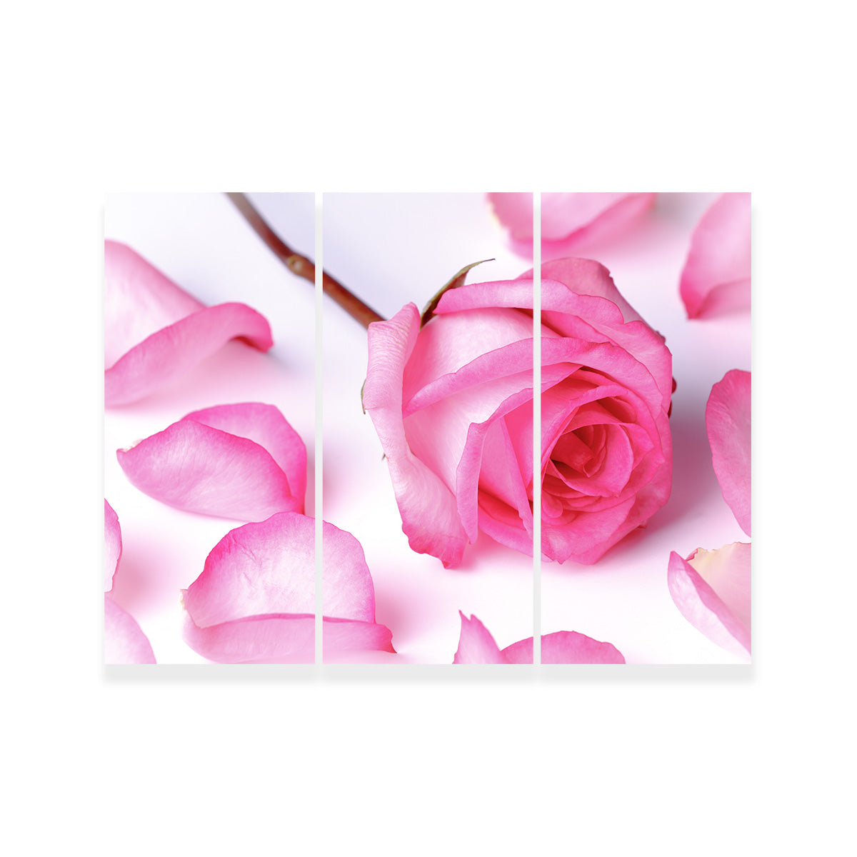 Pink Rose Petals Wall Art