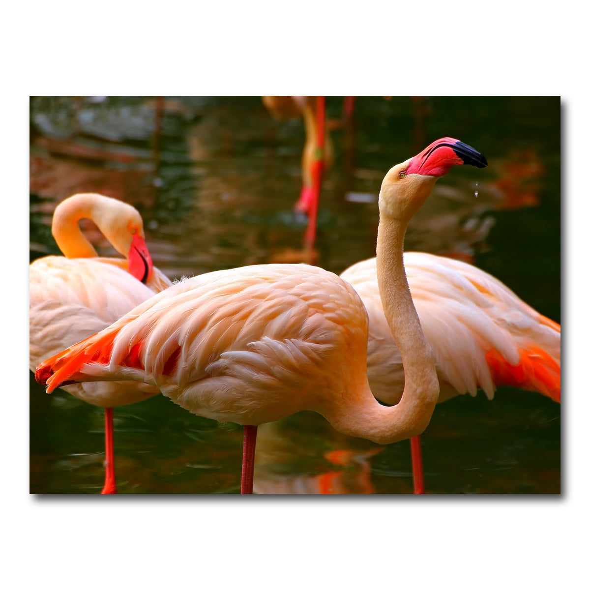 AUTO-MOCKUP WHITE | Pink flamingo birds | 1 Piece | Gallery Wrap Canvas | group=4x3