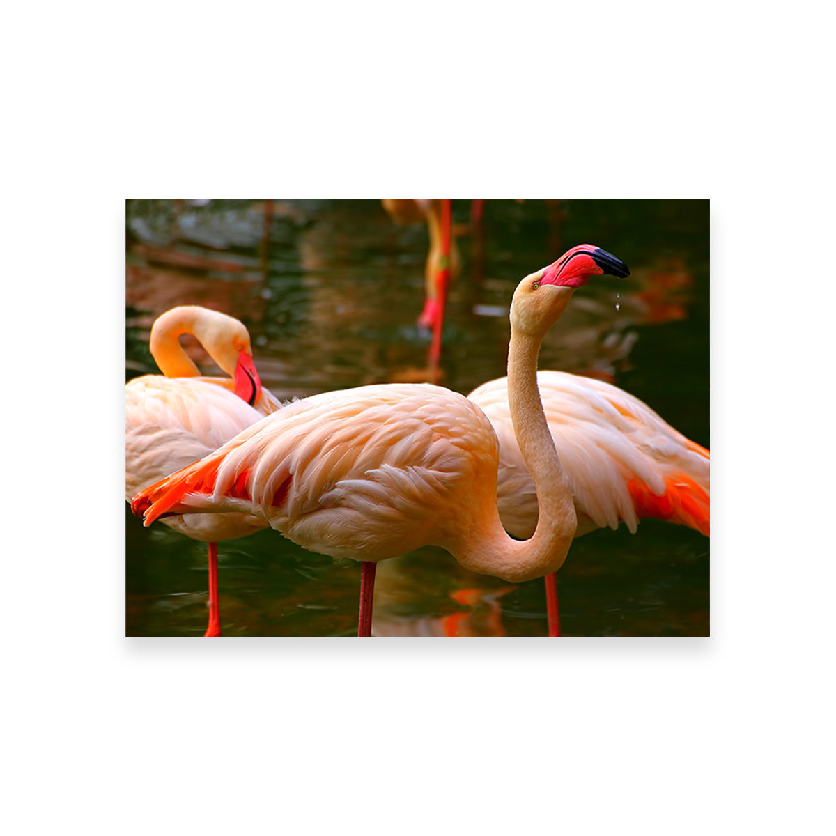 Pink Flamingo Birds Wall Art