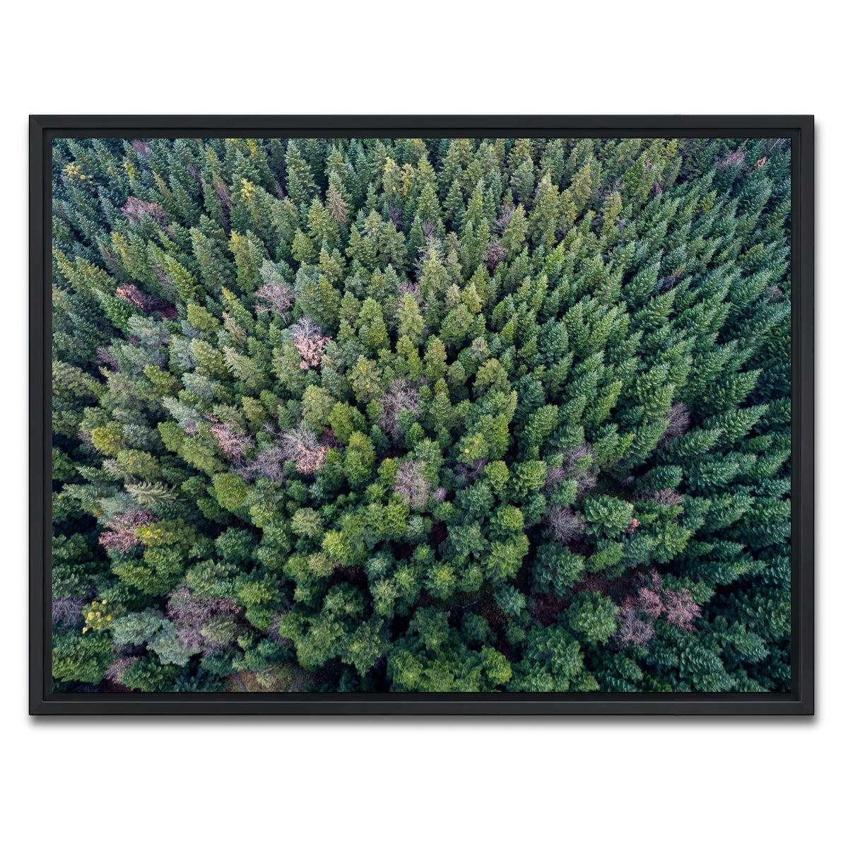 AUTO-MOCKUP WHITE | Pointy Pines | 1 Piece | Black Framed Canvas | group=4x3