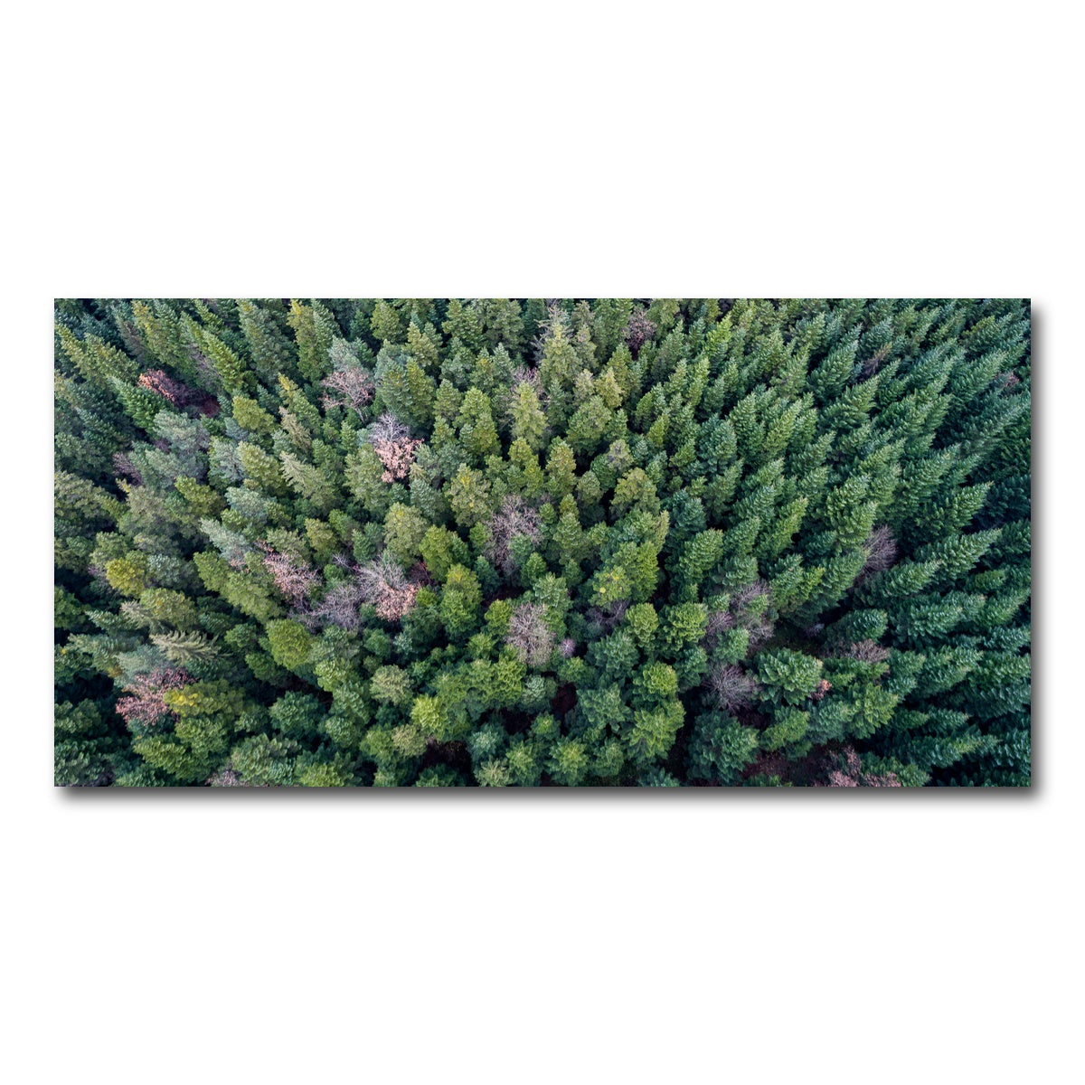 AUTO-MOCKUP WHITE | Pointy Pines | 1 Piece | Gallery Wrap Canvas | group=2x1