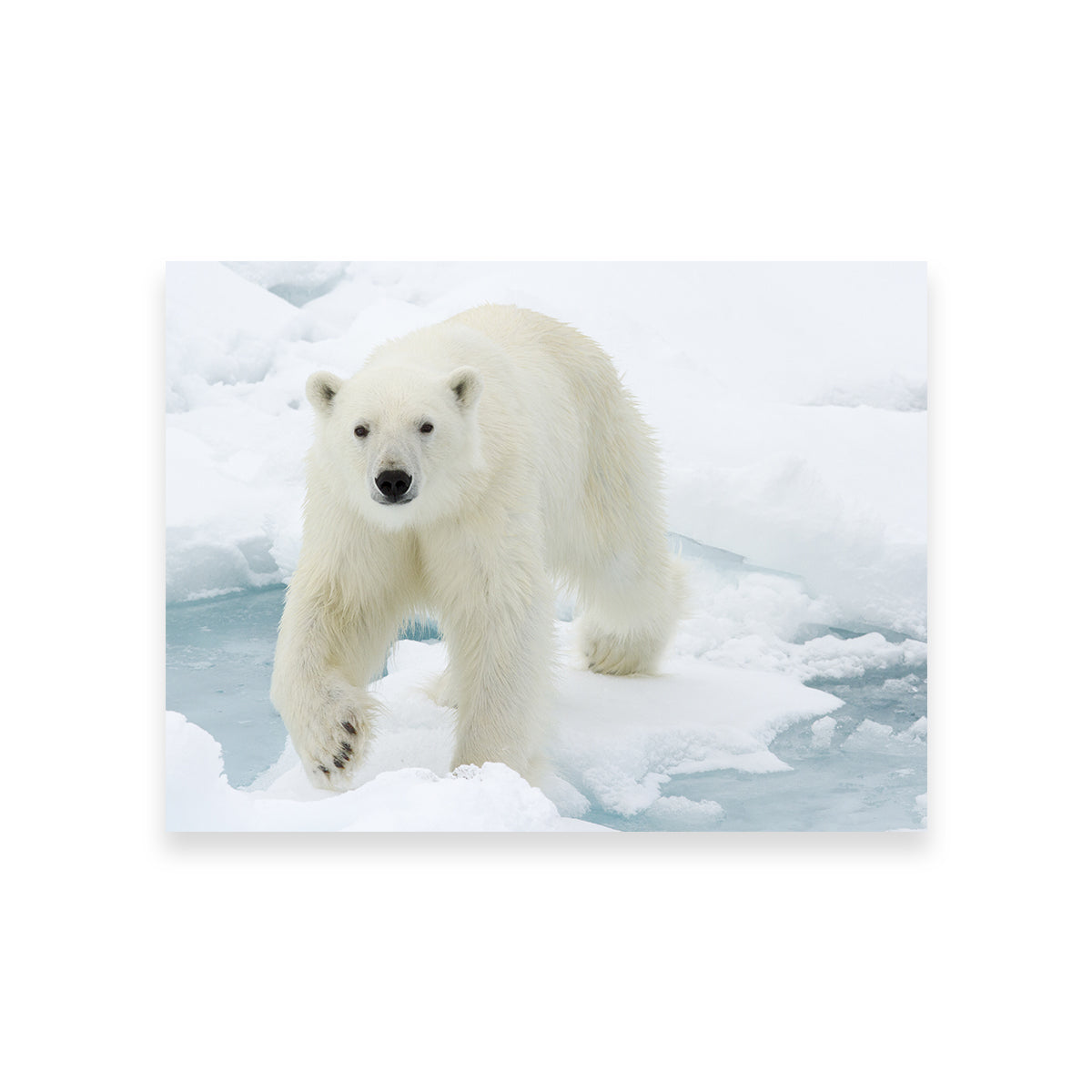 Polar Bear Wall Art