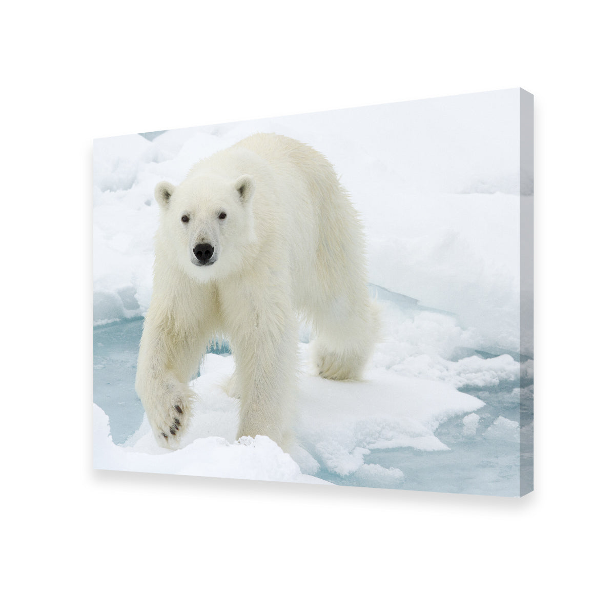 Polar Bear Wall Art