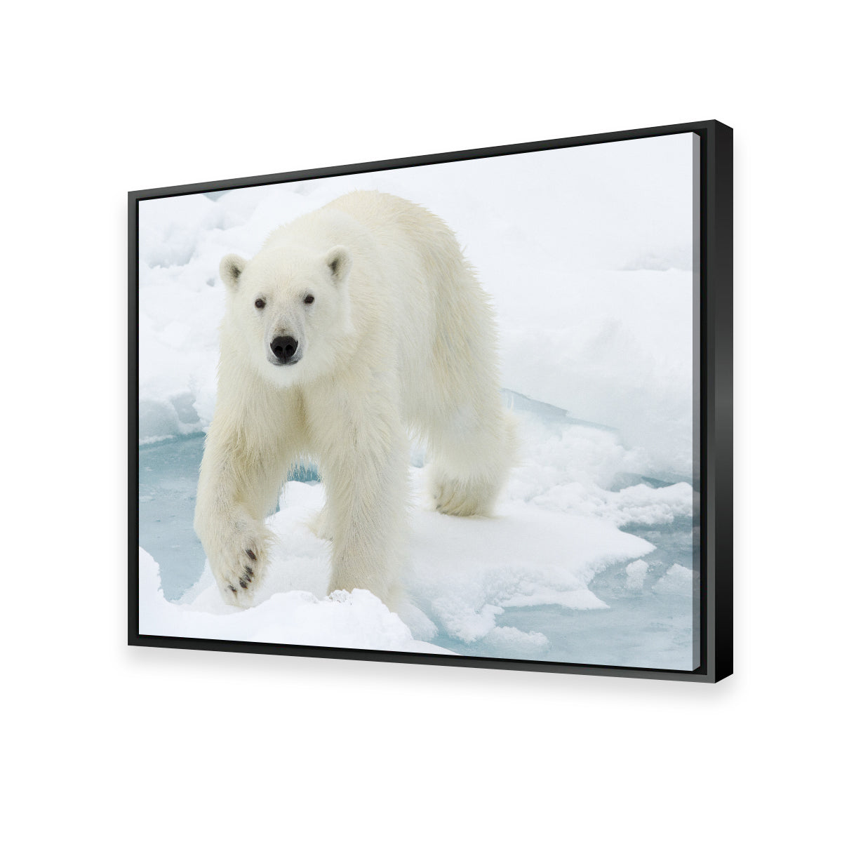 Polar Bear Wall Art
