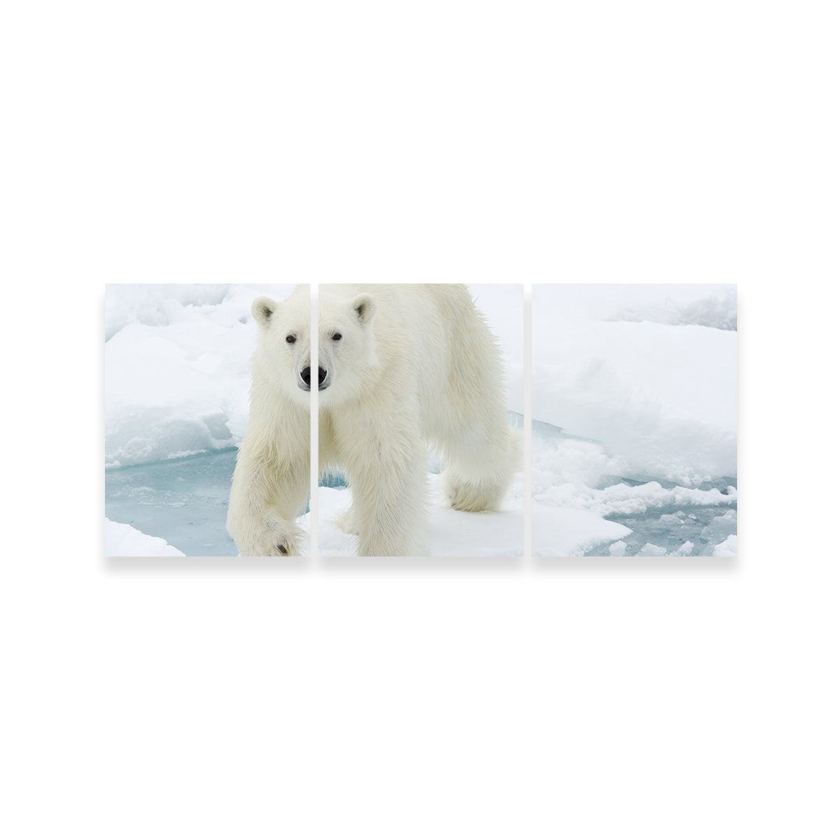 Polar Bear Wall Art