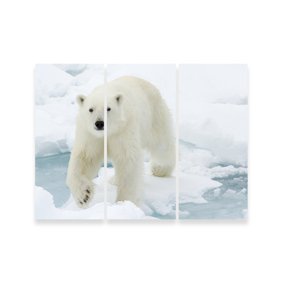 Polar Bear Wall Art