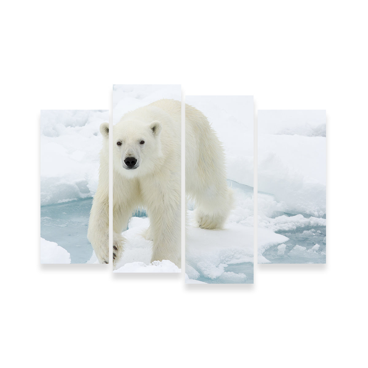 Polar Bear Wall Art