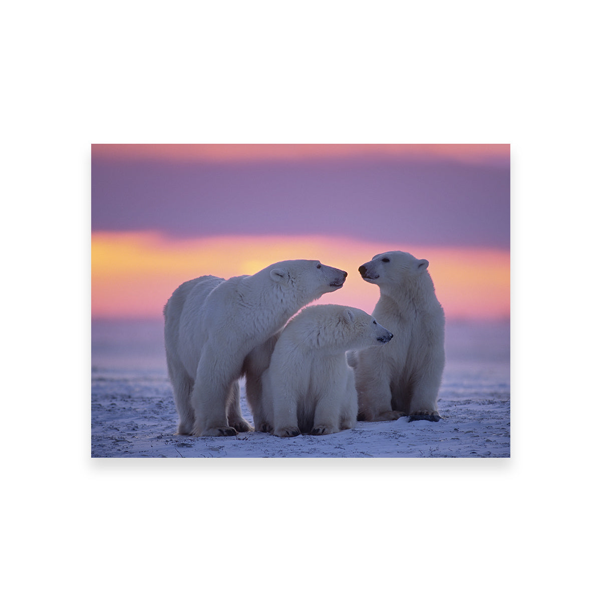 Polar Bear Family - Canadian Arctic Wall Art