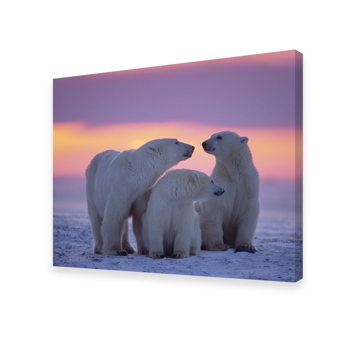 Polar Bear Family - Canadian Arctic Wall Art