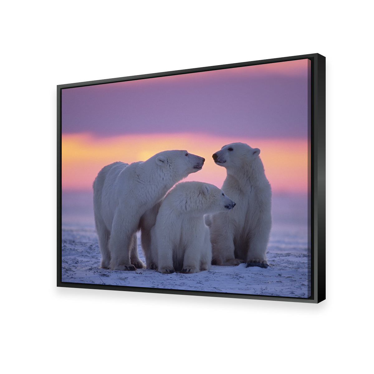 Polar Bear Family - Canadian Arctic Wall Art