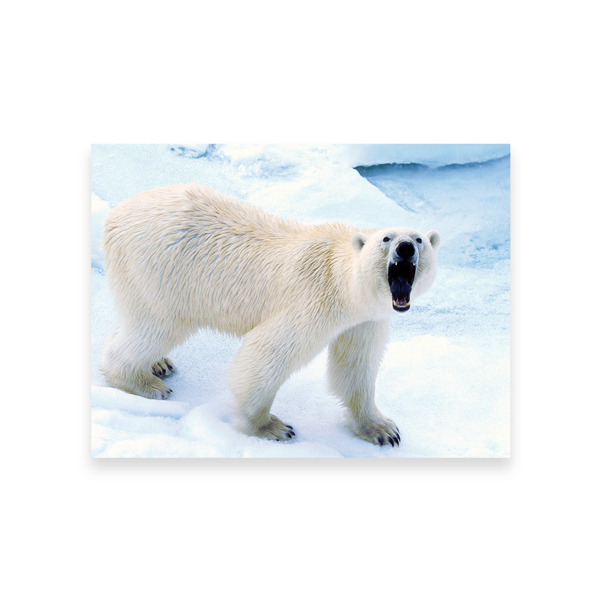Polar Bear in Svalbard Norway Wall Art