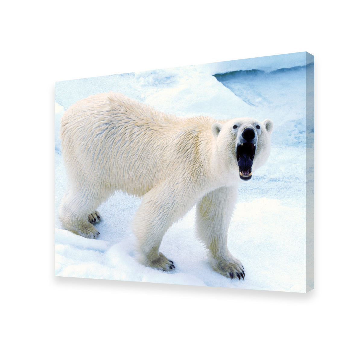 Polar Bear in Svalbard Norway Wall Art