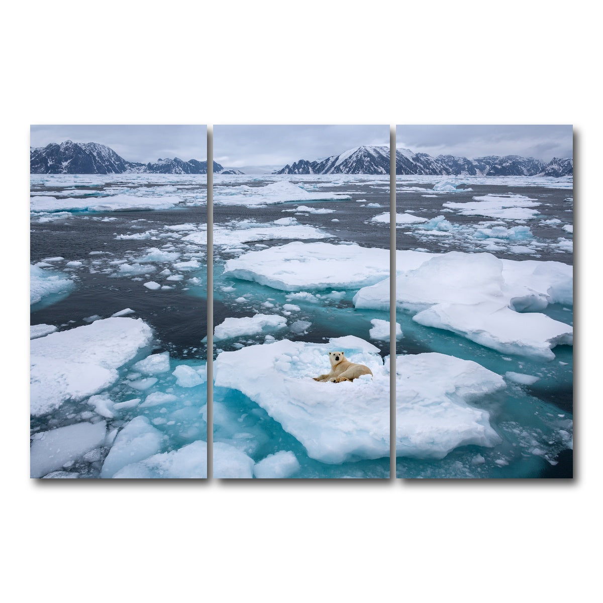 AUTO-MOCKUP WHITE | Polar Bear - Greenland | 3 Piece | Gallery Wrap Canvas | group=12x24