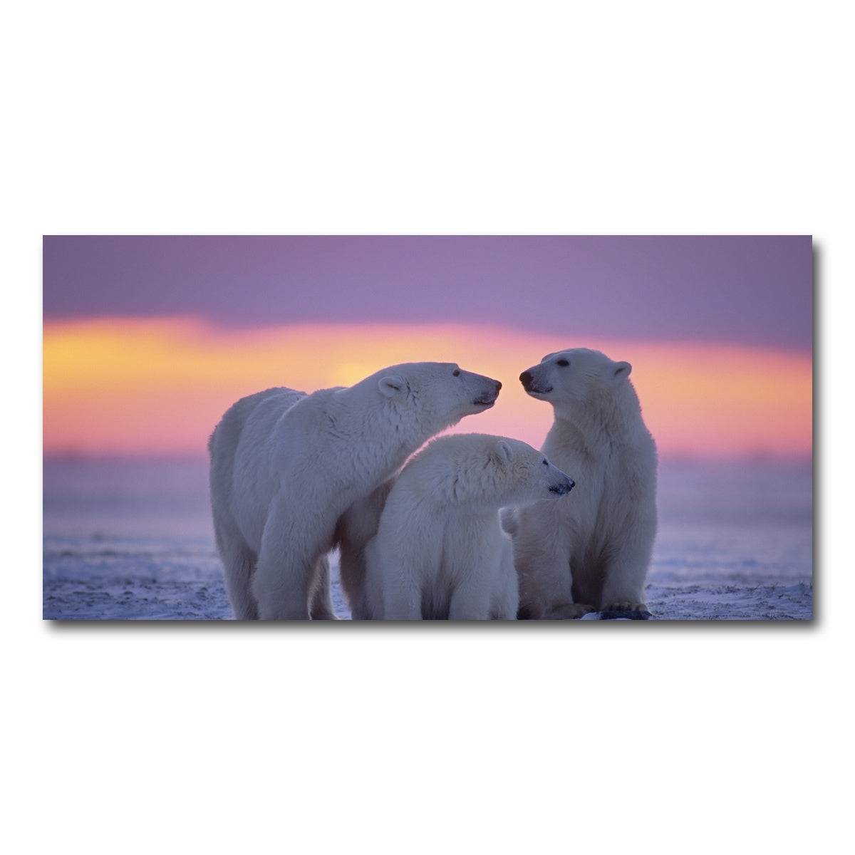 AUTO-MOCKUP WHITE | Polar Bear Family - Canadian Arctic | 1 Piece | Gallery Wrap Canvas | group=2x1