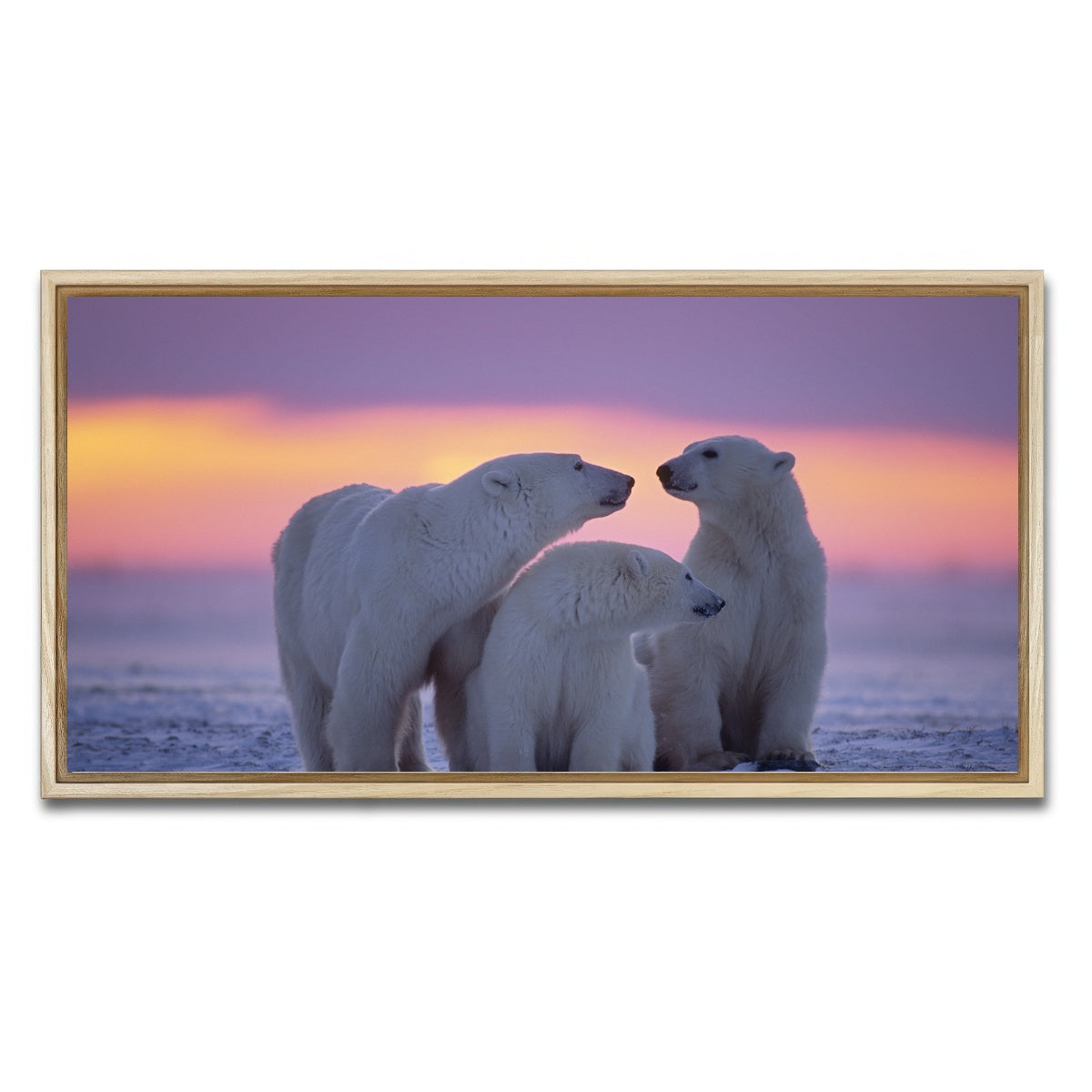 AUTO-MOCKUP WHITE | Polar Bear Family - Canadian Arctic | 1 Piece | Natural Framed Canvas | group=2x1