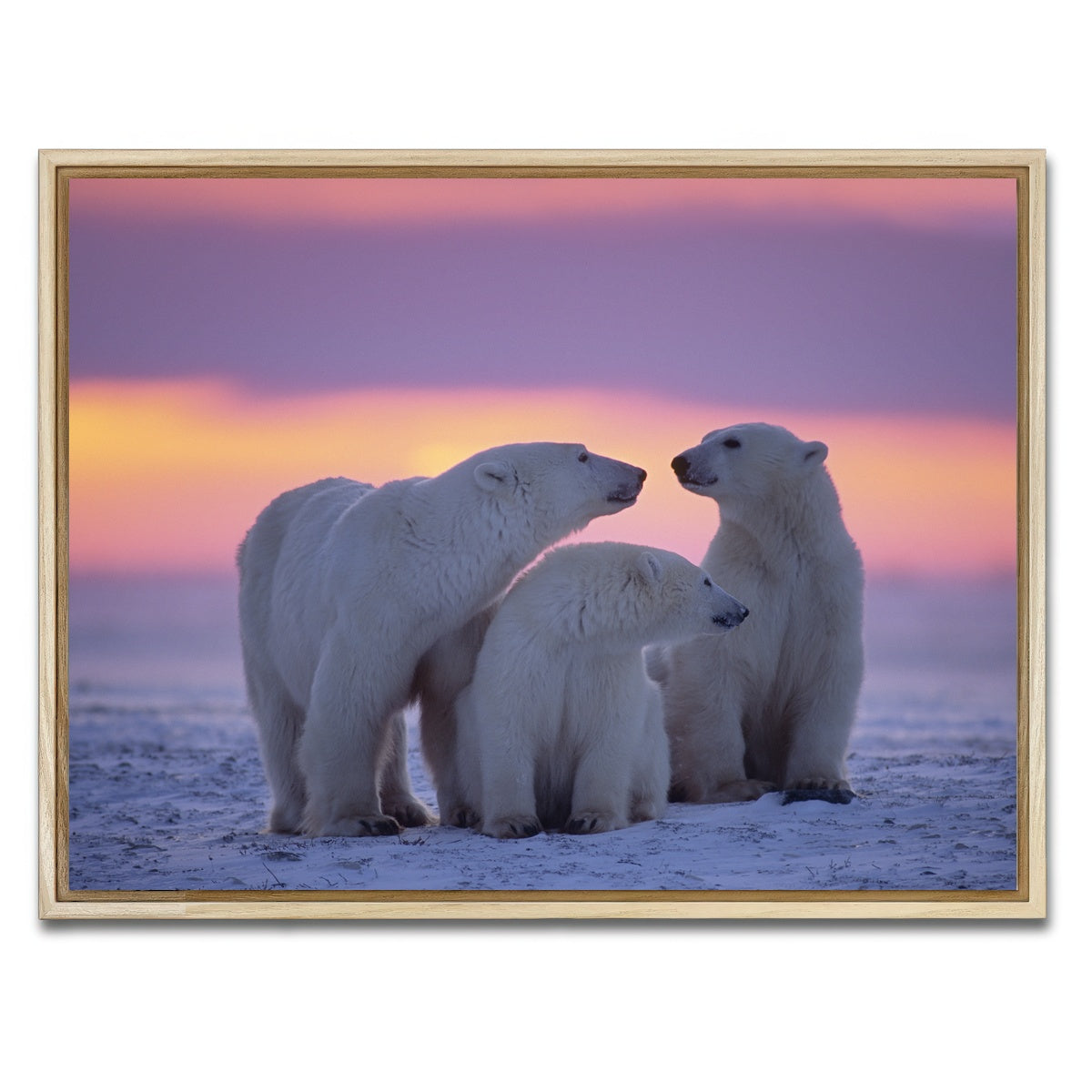 AUTO-MOCKUP WHITE | Polar Bear Family - Canadian Arctic | 1 Piece | Natural Framed Canvas | group=4x3