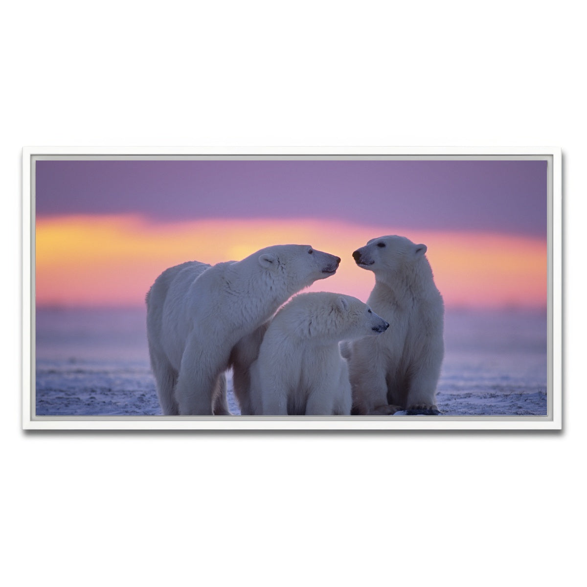 AUTO-MOCKUP WHITE | Polar Bear Family - Canadian Arctic | 1 Piece | White Framed Canvas | group=2x1