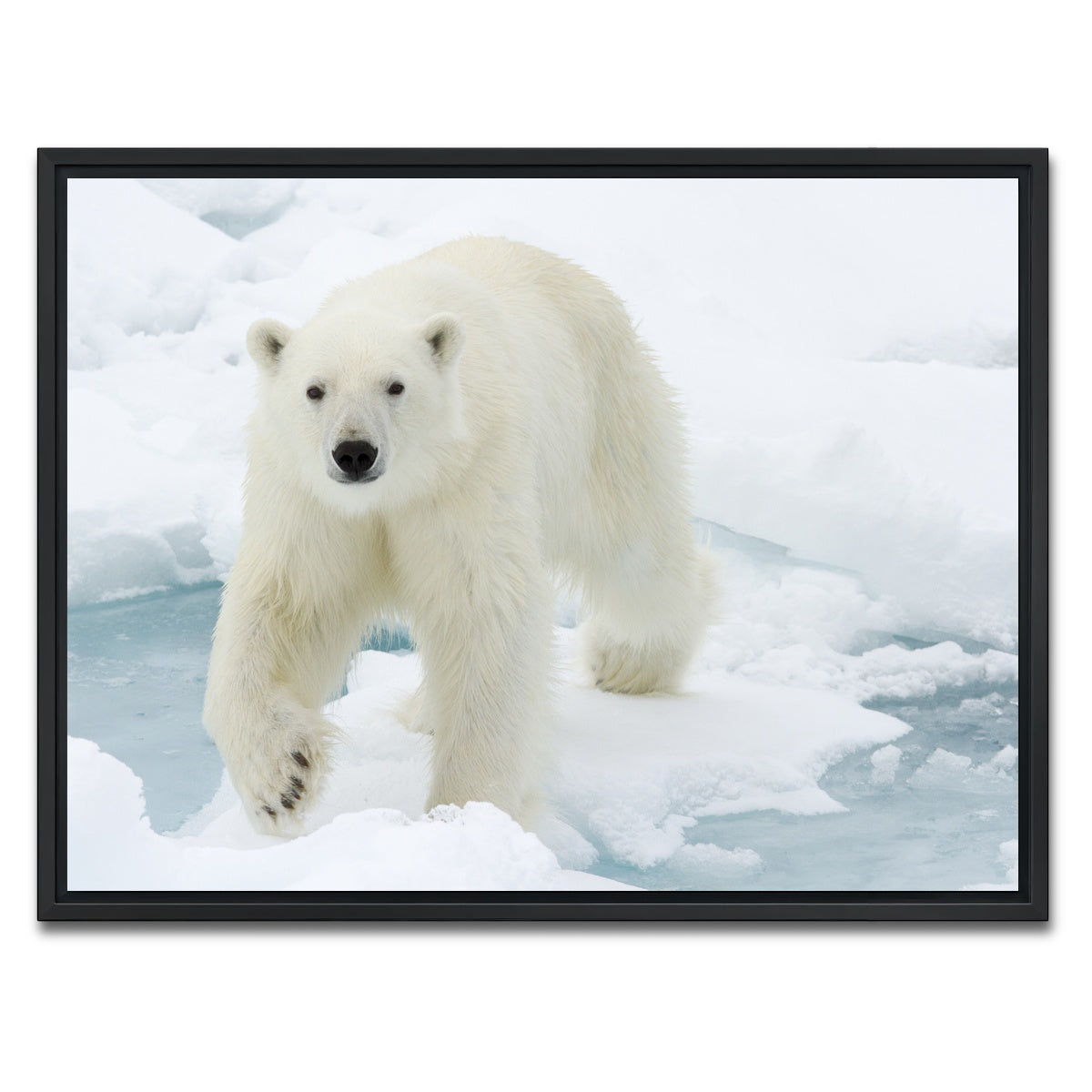 AUTO-MOCKUP WHITE | Polar Bear | 1 Piece | Black Framed Canvas | group=4x3
