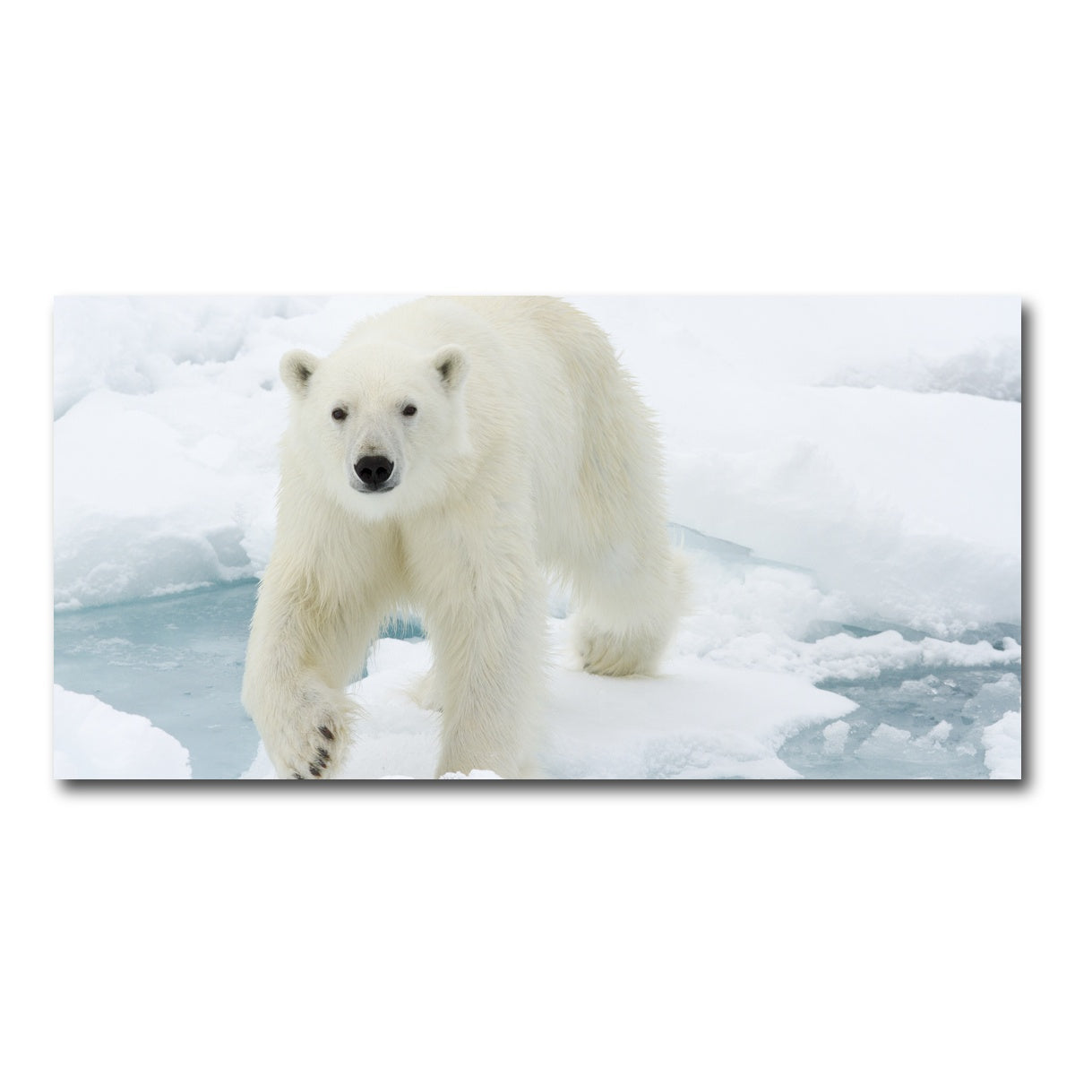 AUTO-MOCKUP WHITE | Polar Bear | 1 Piece | Gallery Wrap Canvas | group=2x1