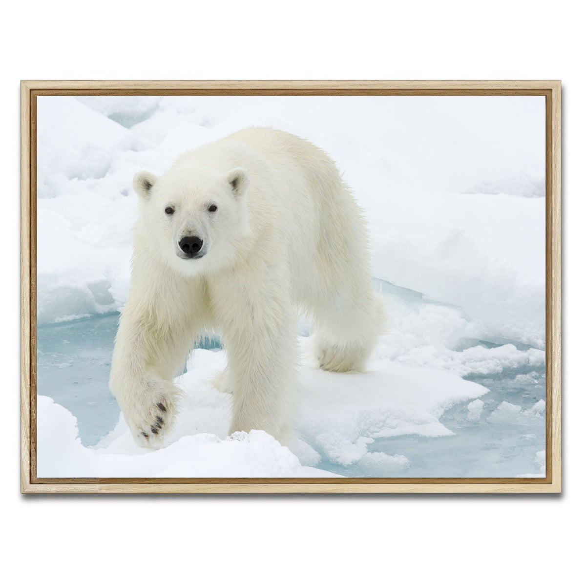 AUTO-MOCKUP WHITE | Polar Bear | 1 Piece | Natural Framed Canvas | group=4x3