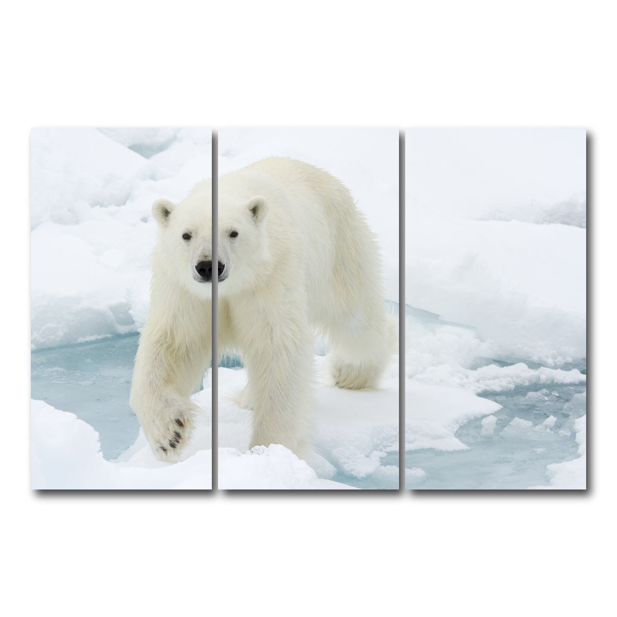AUTO-MOCKUP WHITE | Polar Bear | 3 Piece | Gallery Wrap Canvas | group=12x24