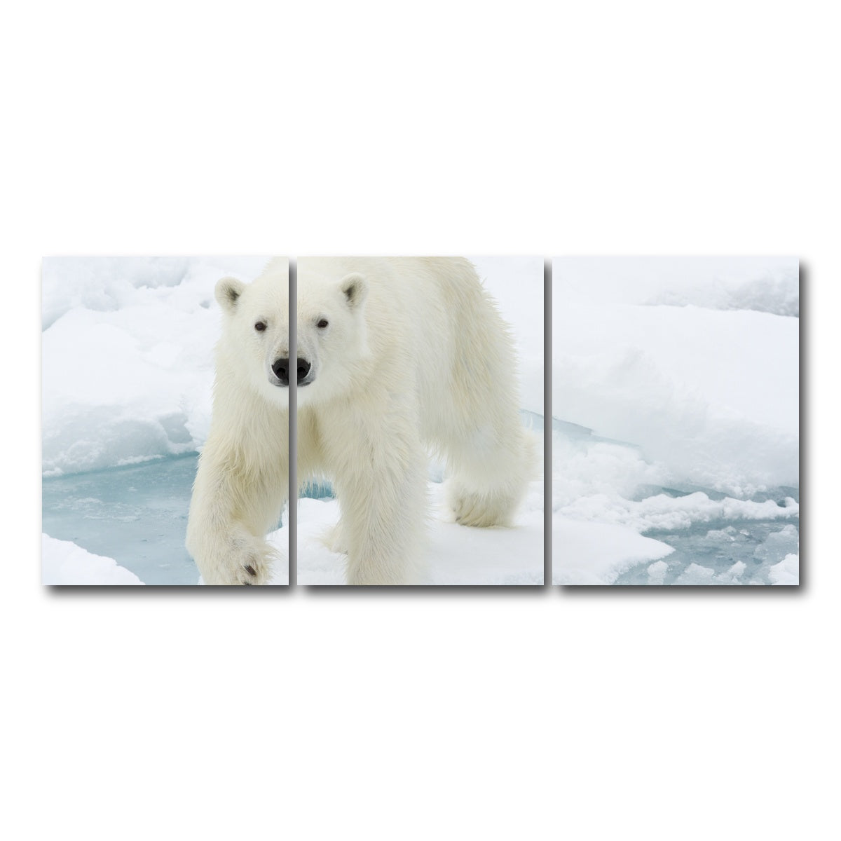 AUTO-MOCKUP WHITE | Polar Bear | 3 Piece | Gallery Wrap Canvas | group=18x24