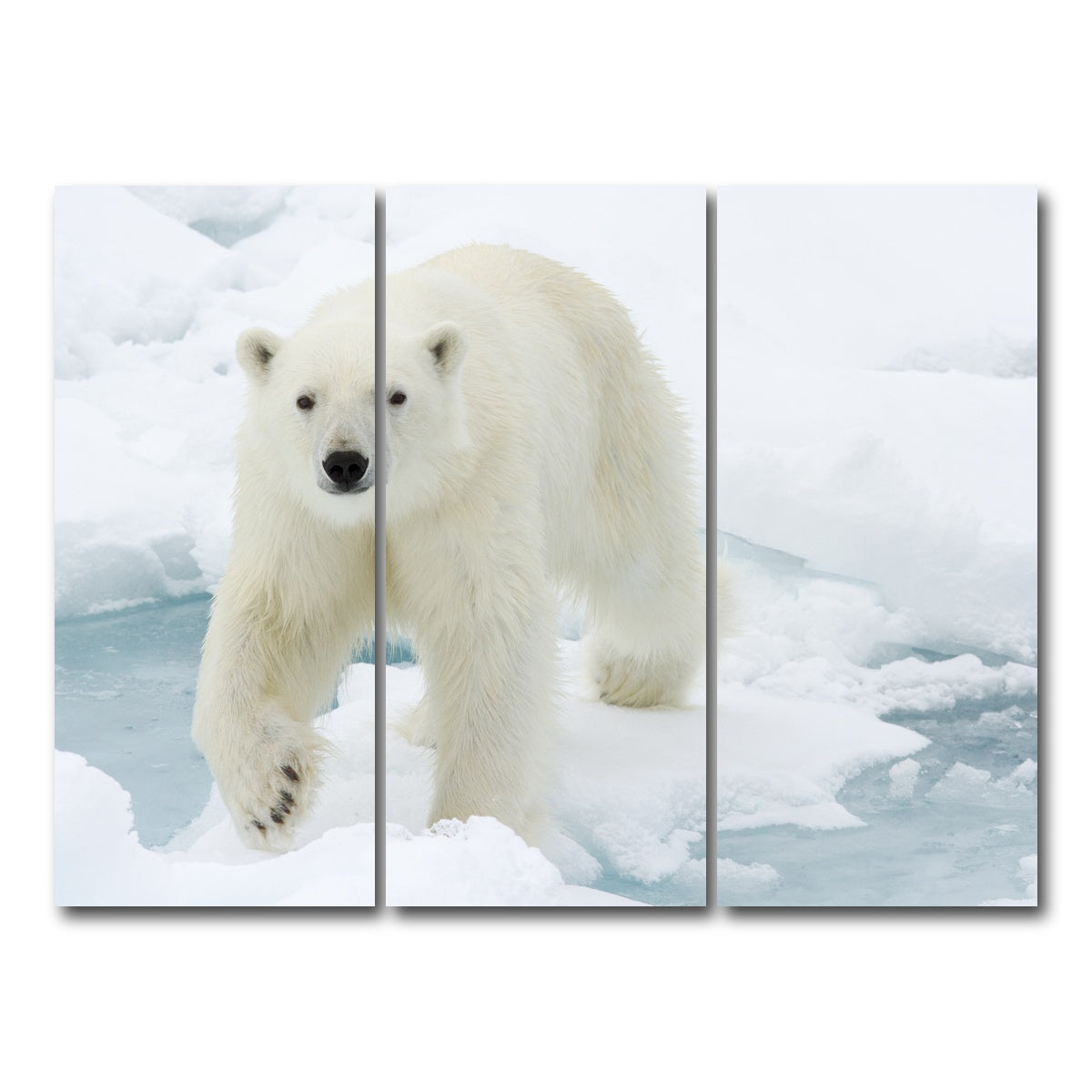 AUTO-MOCKUP WHITE | Polar Bear | 3 Piece | Gallery Wrap Canvas | group=8x18