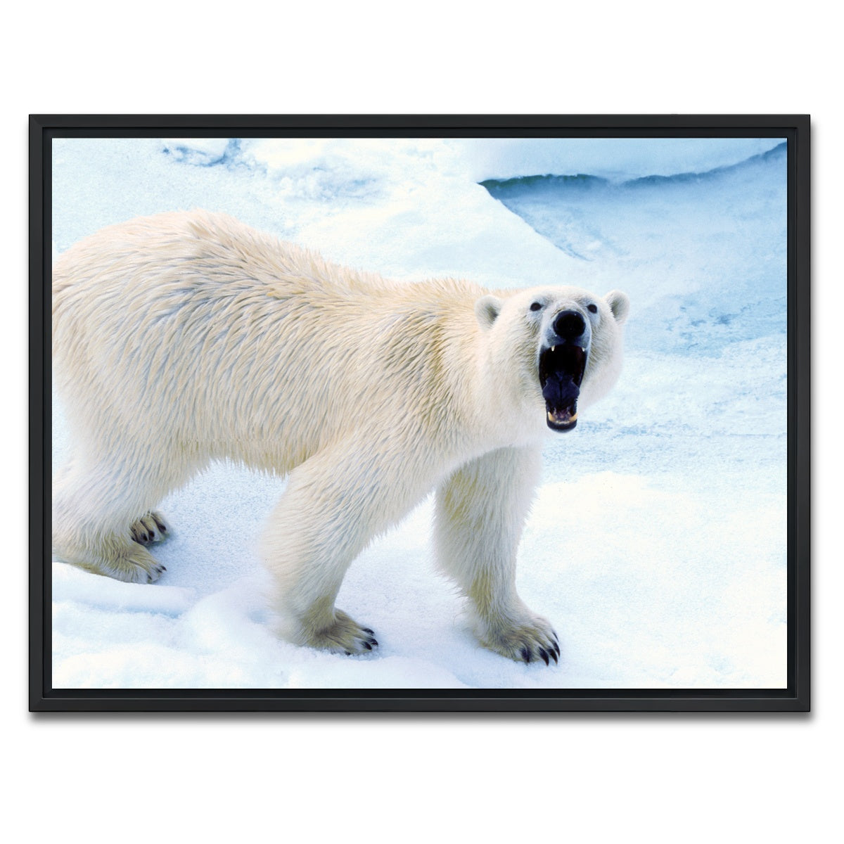 AUTO-MOCKUP WHITE | Polar Bear in Svalbard Norway | 1 Piece | Black Framed Canvas | group=4x3