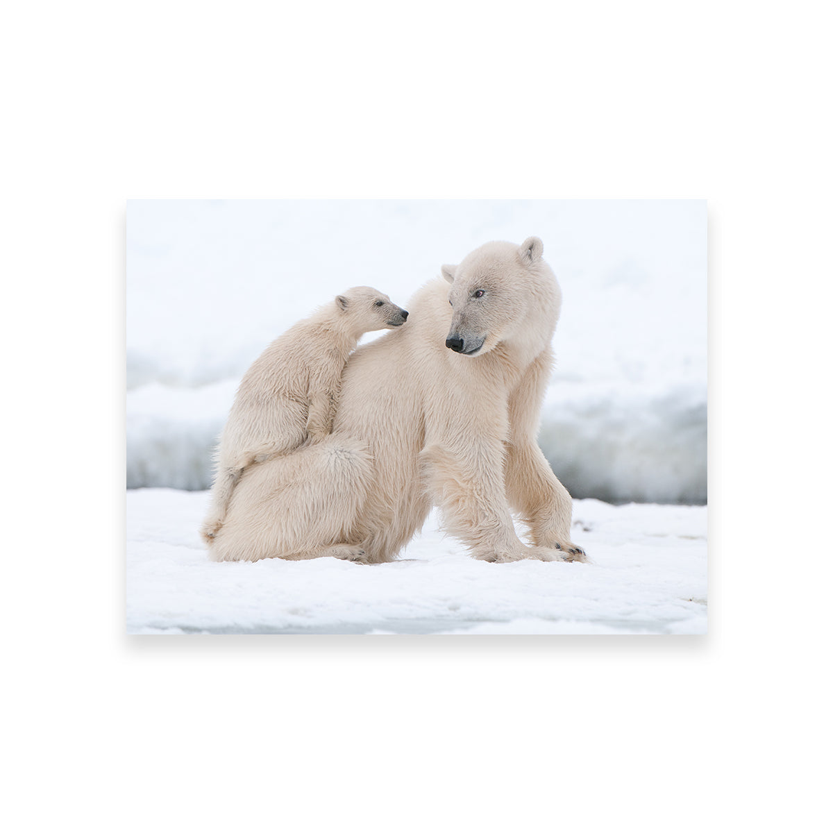 Polar Bear with Cub Wall Art