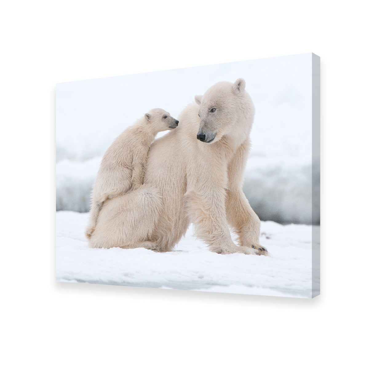 Polar Bear with Cub Wall Art