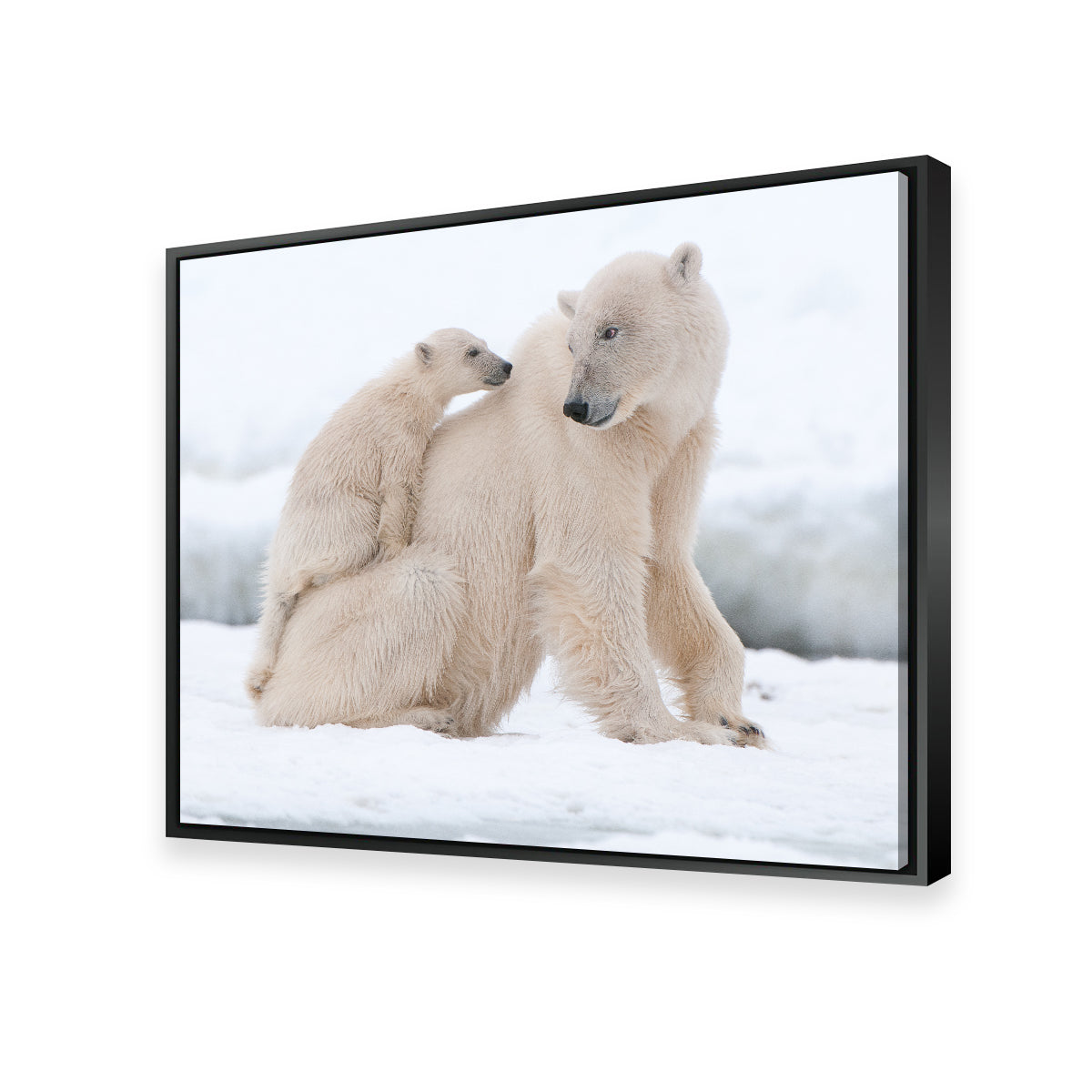 Polar Bear with Cub Wall Art